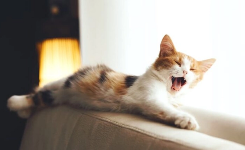 猫咪咳嗽了吃什么药