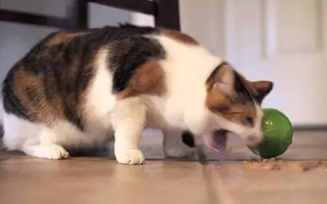 不知道猫咪经常吐猫粮是怎么回事？看这里！