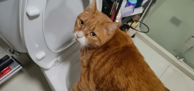 猫为什么对马桶感兴趣？这正常吗？