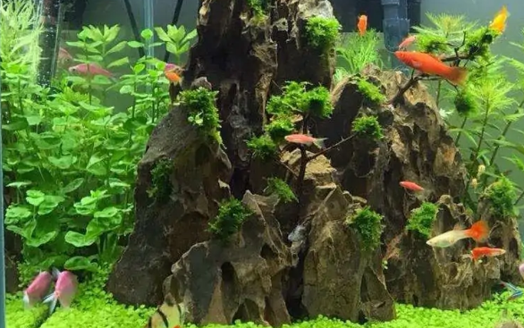 鱼缸怎么种水草