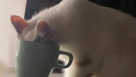 猫咪喝水量多少正常?每天该给猫咪喝多少水呢? 猫咪喝水量多少正常?每天该给猫咪喝多少水呢?