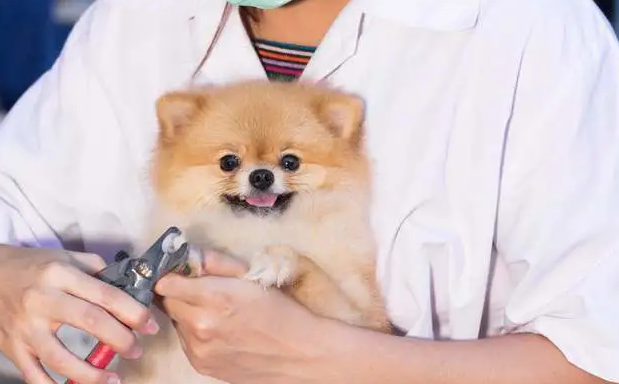 狗狗指甲剪到哪里