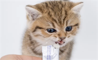 猫咪用什么益生菌