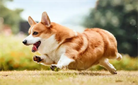 伴侣犬有哪些品种?来看看吧