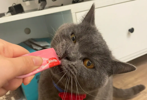 多大的猫吃猫条