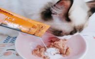 益生菌怎么喂给猫咪