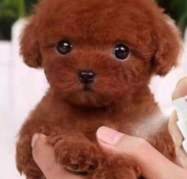 狗狗体外驱虫后还是有跳蚤