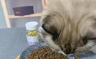 鱼油猫咪怎么吃