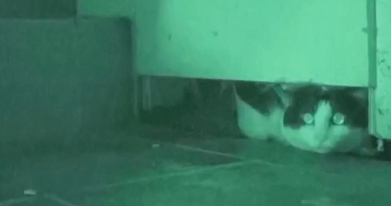流浪猫藏家里8年，救助者只见过一眼，再见时已成功逆袭！