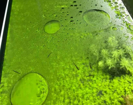 硝化菌反硝化菌最佳反应范围