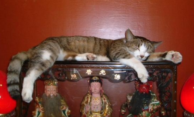 为什么说猫是菩萨变的