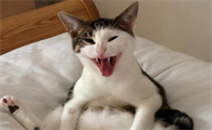 母猫看不上公猫表现