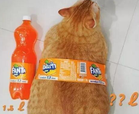橘猫为什么容易发胖长大？不仅仅是吃的多哦