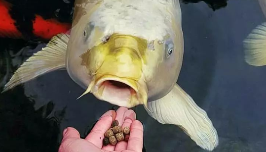 锦鲤鱼粮哪个牌子好