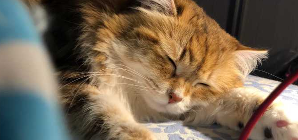 好奇?猫的痛感和人一样吗? 好奇?猫的痛感和人一样吗?