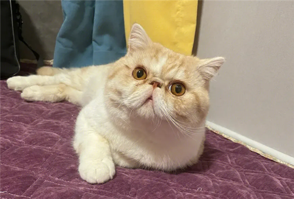 加菲猫为什么会有泪痕?怎么解决?看这一篇就够了 加菲猫为什么会有泪痕?怎么解决?看这一篇就够了