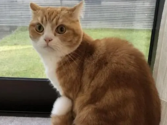 猫为什么喜欢呆在窗户旁？来看这里~