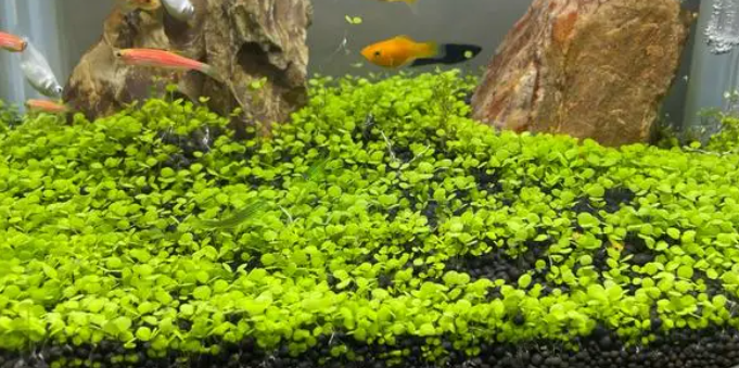 适合鱼缸的水草