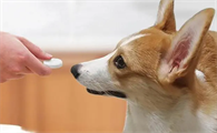 狗狗吃哪种益生菌