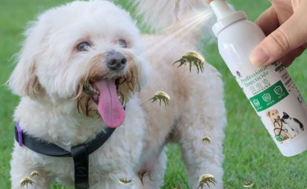 多大的狗体外驱虫