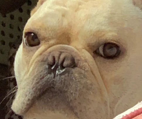 狗狗吃哪些感冒药
