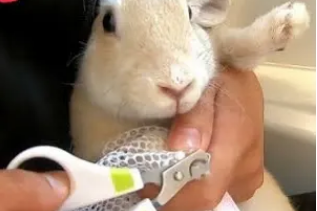 宠物兔指甲怎么剪