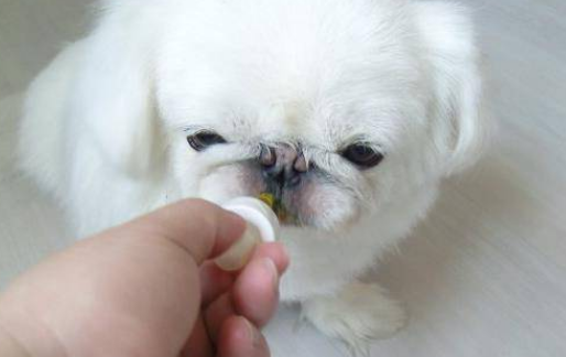 宠物益生菌粉怎么吃