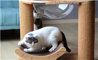 猫为什么喜欢抓猫抓板