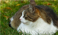 猫咬住衣袖不放什么原因?其实它想这样......