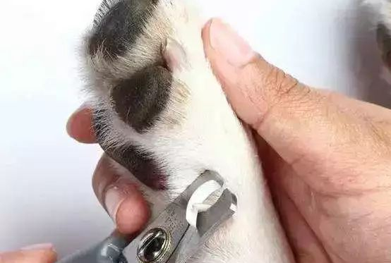 狗指甲可以剪到哪里