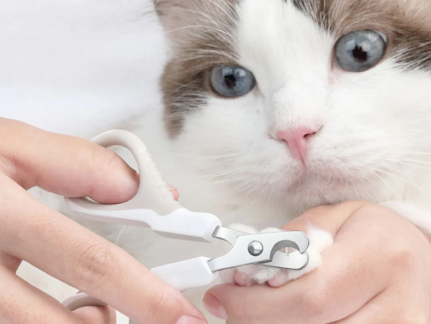 猫咪指甲怎么剪