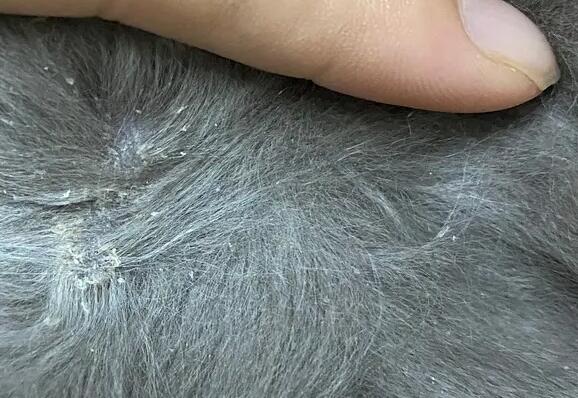 猫掉毛里夹杂的白色皮屑，是什么？