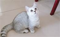 矮脚猫是一个品种吗