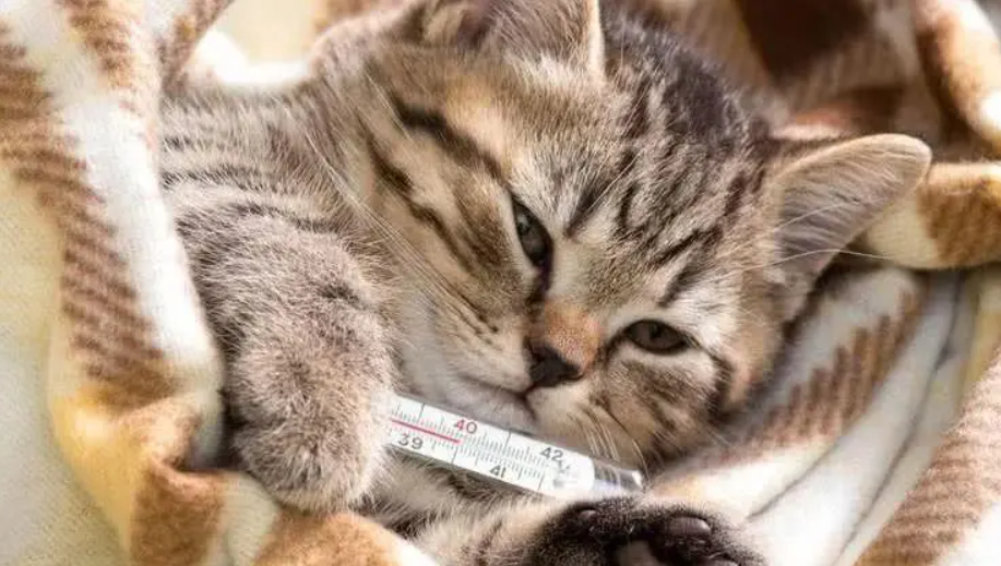 猫感冒药哪里有卖
