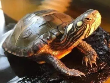 南部锦龟吃鱼吗?想养的人来看看吧