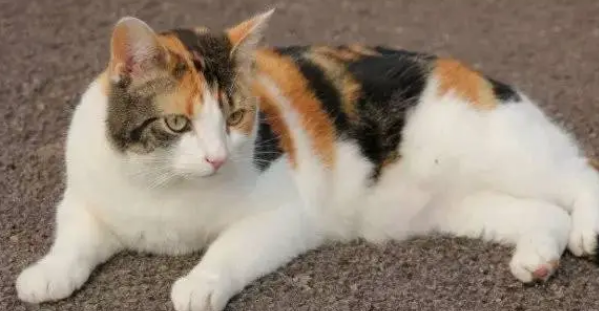 日本短尾猫多少钱一只？多少钱才能买？