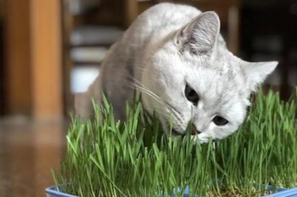 猫草每次吃多少 猫草每次吃多少