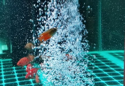 鱼缸增氧泵能用多久 鱼缸增氧泵能用多久