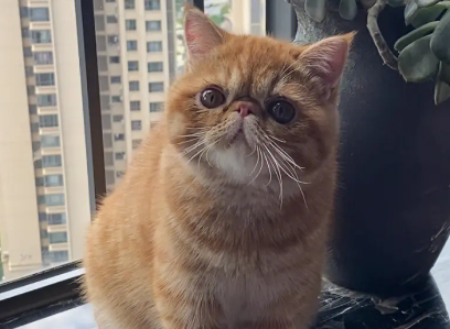 加菲猫为什么不让抱不让摸？看这里~