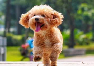 冬天泰迪毛剪短会冷吗?不知道的来看看! 冬天泰迪毛剪短会冷吗?不知道的来看看!