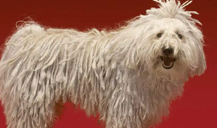 可蒙犬为什么禁养？原因居然是？
