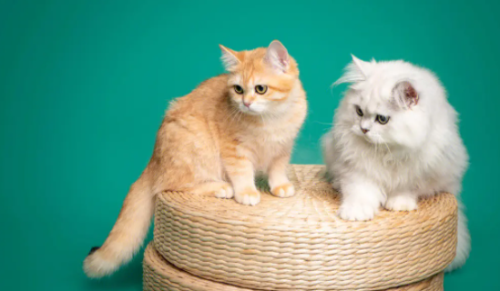 养宠科普：猫咪摇尾巴的原因有哪些？