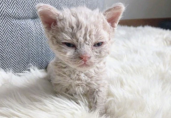 猫为什么喜欢羊毛?来这里看看吧 猫为什么喜欢羊毛?来这里看看吧