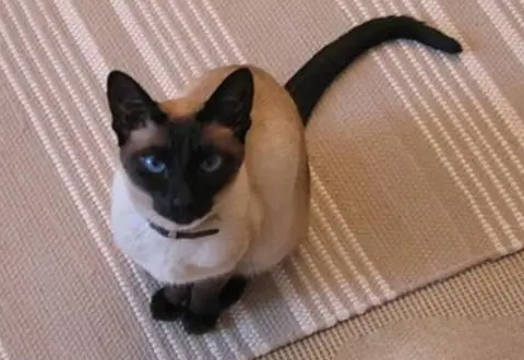 温顺到打死也不咬人的猫排名