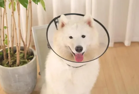狗狗体外驱虫可以杀死跳蚤吗