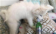 狗喝了酒会出现的几个状况,主人一定要重视!