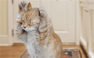 猫会屈服于暴力吗