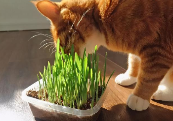 猫草是什么草