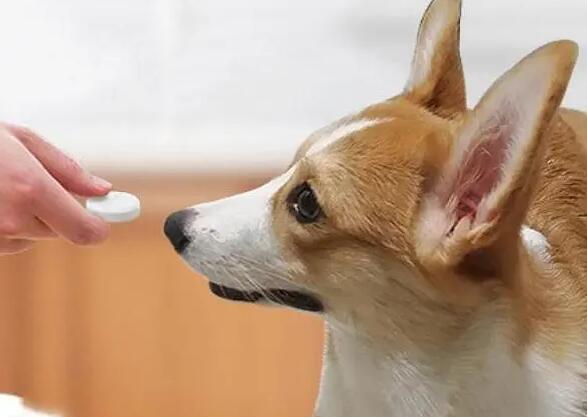 狗狗可以长期喂益生菌吗