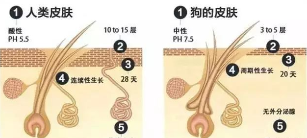 家朵科普篇：为什么狗狗不能用人用的沐浴露洗澡